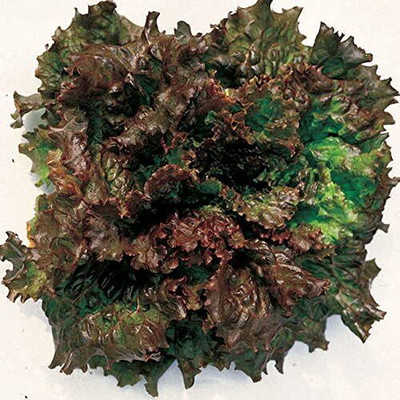 Qualtivate HYB-5A Red Sails Lettuce Seeds Seed(300 per packet)