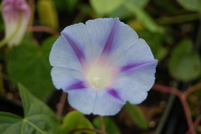 ZIXA IPOMEA FLOWER Seed(10 per packet)