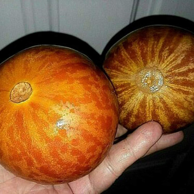 CYBEXIS Fast-Growing Easy Planting Mini Pumpkin Seeds Vegetable 100 Seeds Seed(100 per packet)