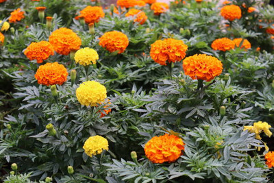 True Elements marigold,gende ka phool Seed(30 per packet)