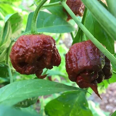 KNESSiN Carolina Reaper Chocolate Chilli Seeds For Kitchen Gardening-(2400 Seeds) Seed(2400 per packet)