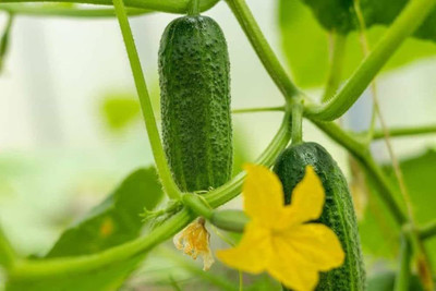 ibains Japanese cucumber seeds Seed(72 per packet)