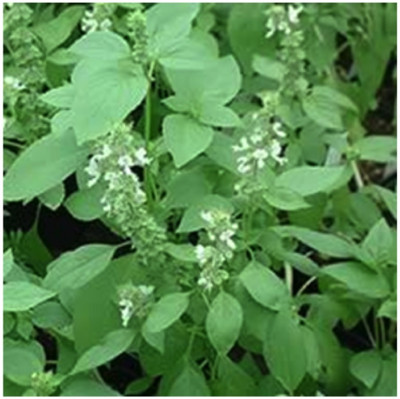 Qualtivate NBIR-32 Basil Lime Garden Herb Seed(1000 per packet)