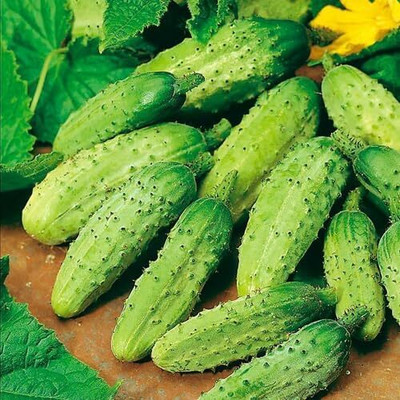 LPR CUCUMBER ,KHIRA Seed(20 per packet)