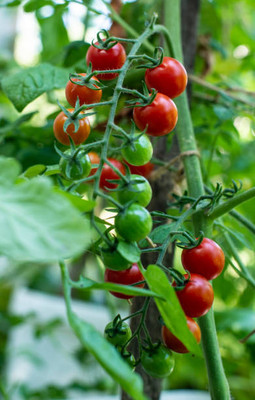 Shree Ganga Enterprise tomato Seed(115 per packet)