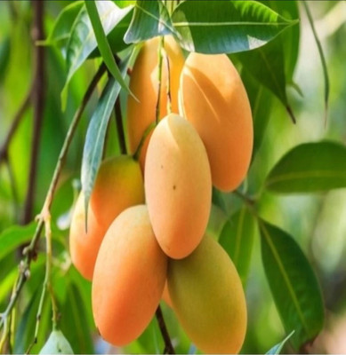 HYBRID 1 pcs mango seeds Highest yield variety early fruiting very testy fruits Seed(1 per packet)