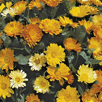 CRGO CALENDULA Seed(20 per packet)