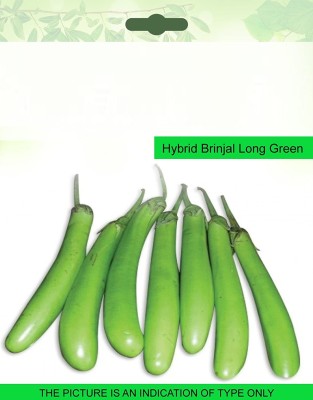 CYBEXIS KGF -20 - Hybrid Brinjal Green Long - (150 Seeds) Seed(150 per packet)