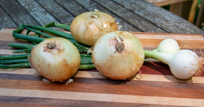 Qualtivate PUAS-8A Yellow Sprong Onion Seeds Seed(500 per packet)