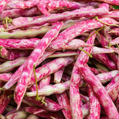 CRGO BEANS Seed(65 per packet)