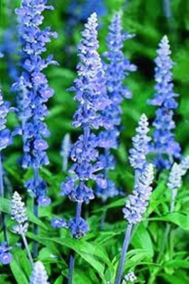 CYBEXIS GBPUT-95 - Blue Sage (Salvia Farinacea) - (1350 Seeds) Seed(1350 per packet)