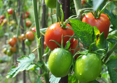Kavya Craft tomato Seed(145 per packet)