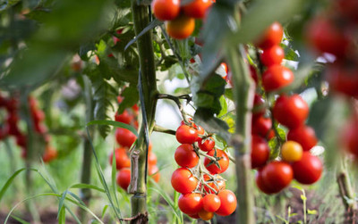 Desi Nushke tomato Seed(140 per packet)