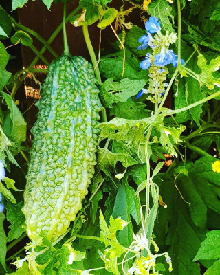 Paudhaa F1 BEST QUALITY BITTER GOURD SEEDS Seed(10 per packet)