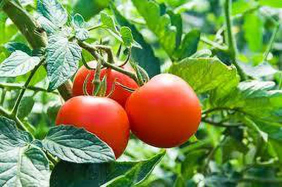 Oliver HYBRID F1 QUALITY TOMATO SEEDS Seed(55 per packet)