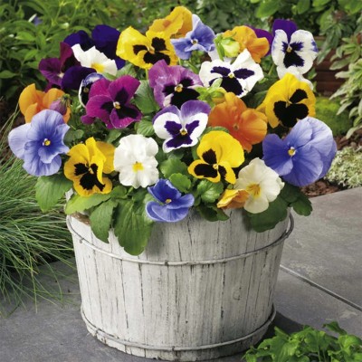 OGIVA Pansy Giant Swiss Mixed Mix Colour Flower Seed(300 per packet)