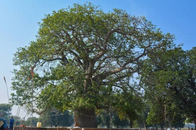 PSAgroinput Kalpavriksh (Adansonia digitata) Seed(10 per packet)