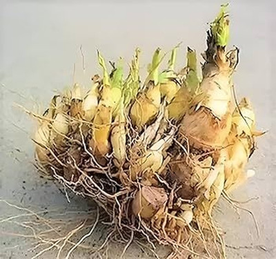 GISLENUS rajani bulb Seed(20 per packet)