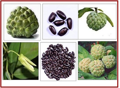 GreenAloN castard Apple seeds Seed(35 per packet)