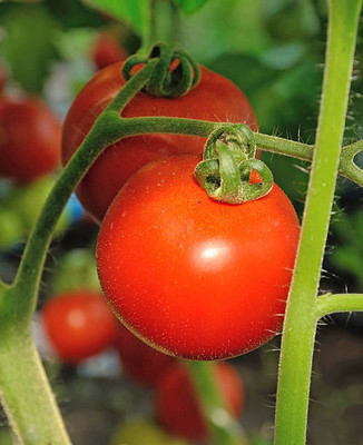EyePlex tomato Seed(130 per packet)
