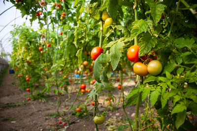 Bharath Agencies tomato Seed(60 per packet)