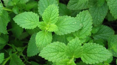 CYBEXIS High Yield Peppermint Seeds2800 Seeds Seed(2800 per packet)