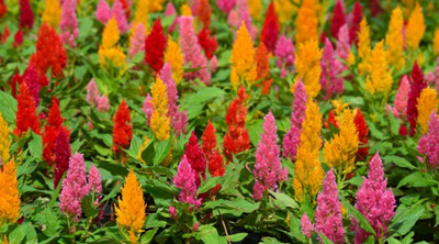 ZIXA Celosia Plumosa Seed(80 per packet)