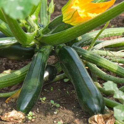 Qualtivate HUA-5A Zucchini Squash Green Hybrid Seeds Seed(30 per packet)