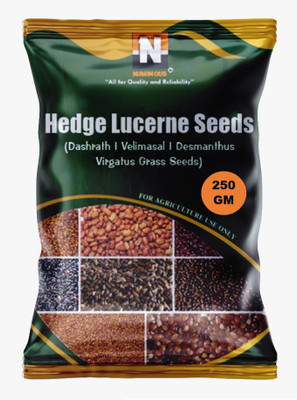 Numinous Hedge Lucerne, Velimasal, Dashrath, Desmanthus Virgatus, Grass Fodder Seed(250 g)