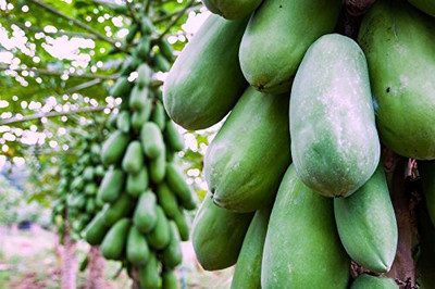 SM PLUS PAPAYA Seed(50 per packet)