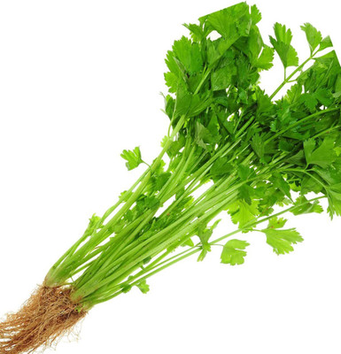 CYBEXIS XL-29 - Chinese Celery - (750 Seeds) Seed(750 per packet)