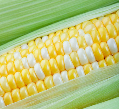 CYBEXIS PUAS-26 - Peaches and Cream Sweet Corn - (2250 Seeds) Seed(2250 per packet)