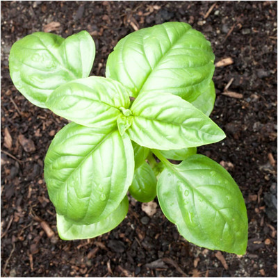 Qualtivate NDIR-61 Genovese Sweet Basil Seeds Seed(1000 per packet)