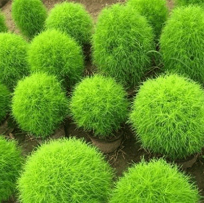 Quentova Kochia Fire Bush Seeds-XII-6D Seed(50 per packet)