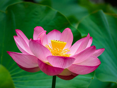 SOWCAN lotus,kamal gatta Seed(11 per packet)