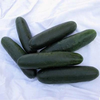 Quentova Cucumber Centella F1 Seed-GBPUT-3P Seed(300 per packet)