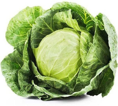 DIVINE CABBAGE Seed(90 per packet)