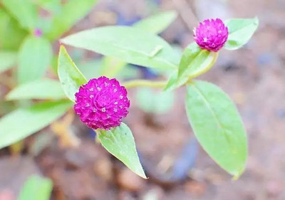 Aro Gomphrena Seed(120 per packet)