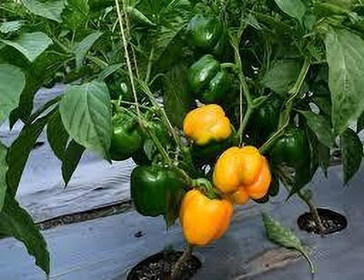 kranti farms capsicum Seed(20 per packet)
