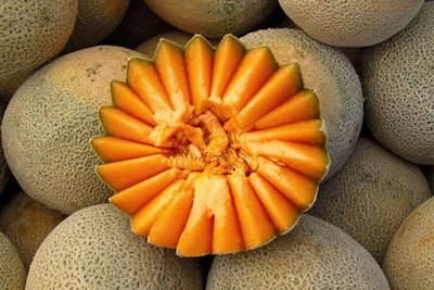 VibeX KGF -54 - F1 HYBRID MUSK MELON - (1350 Seeds) Seed(1350 per packet)