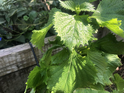 Qualtivate KGF -74 Green Shiso Seeds (Perilla) Seed(300 per packet)