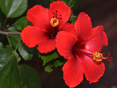 CYBEXIS Hibiscus(China Rose) Mixed Color(60 Seeds) Seed(60 per packet)