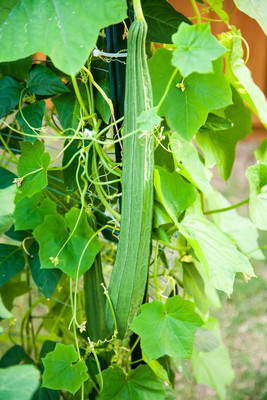 KNESSiN F1 Hybrid Sponge Gourd Green Seeds For Planting (25 Seeds) Seed(25 per packet)