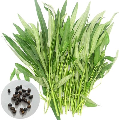 KNESSiN Water Spinach Seed(500 per packet)