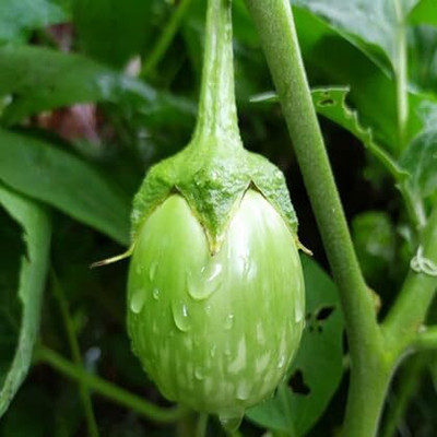 Biosnyg Desi Brinjal Green Brinjal ( Seeds) Seed(2000 per packet)