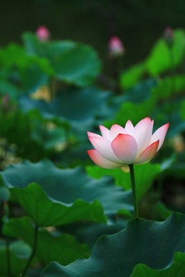 dorvik collections lotus,kamal seeds Seed(11 per packet)