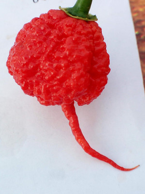 KNESSiN Carolina Reaper Chilli Seed(1250 per packet)
