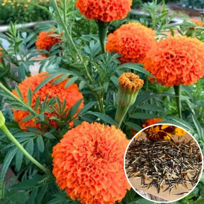 Greenfall Hybrid Marigold Seeds for Year-Round Blooms - 150 Seeds Packet Seed(200 per packet)
