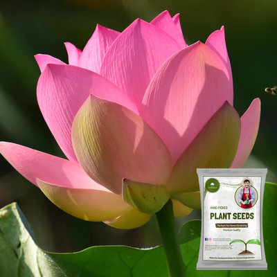 greenhut GreenHut Lotus Seeds for Planting, Lotus Plant Seed(20 per packet)