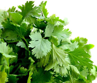 Quentova Coriander Seed(300 per packet)